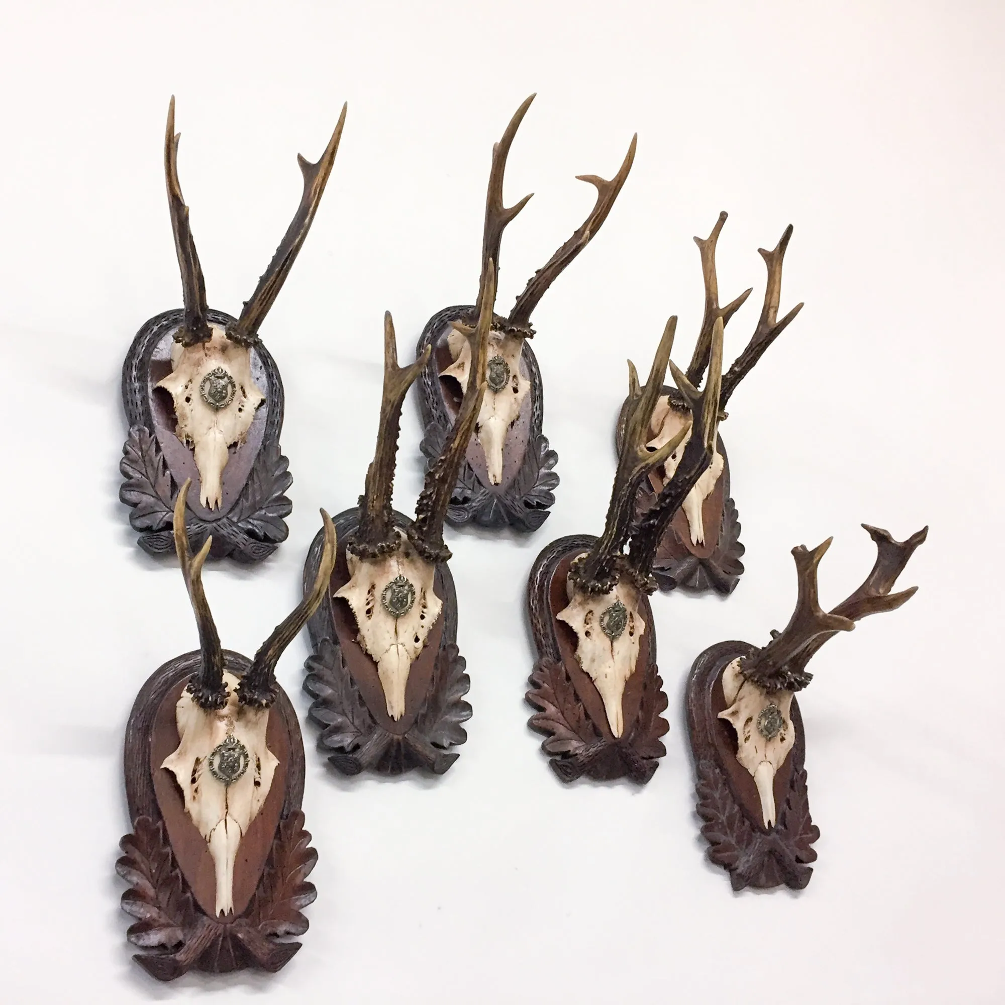 Early 19th Century Habsburg Roe Trophies on Hand Carved Black Forest Plaques